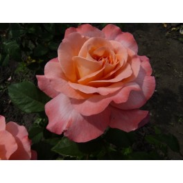 Augusta Luise