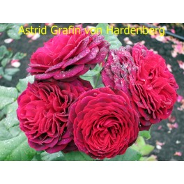 Astrid Grafin von Hardenberg Astrid Grafin von Hardenberg