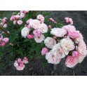 Heavenly Pink