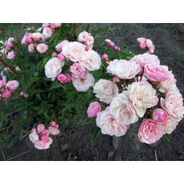 Heavenly Pink