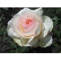 Stephanie Baronin zu Guttenberg Rose