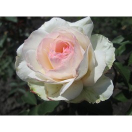 Stephanie Baronin zu Guttenberg Rose Stephanie Baronin zu Guttenberg Rose