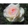 Stephanie Baronin zu Guttenberg Rose