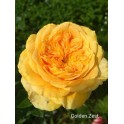 Golden Zest