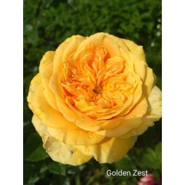 Golden Zest Golden Zest