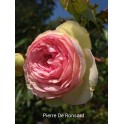 Pierre de Ronsard