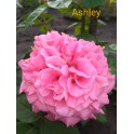 Ashley