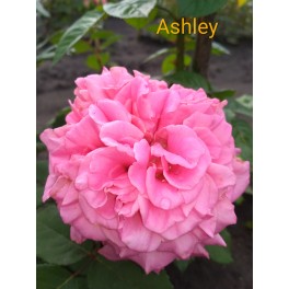 Ashley Ashley