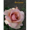 Mokarosa