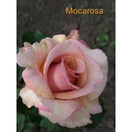 Mokarosa