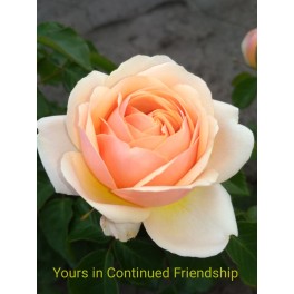 Yours in Continued Friendship Yours in Continued Friendship