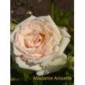 Madame Anisette