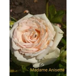 Madame Anisette Madame Anisette