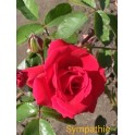 Sympathie