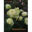 Wedding Piano