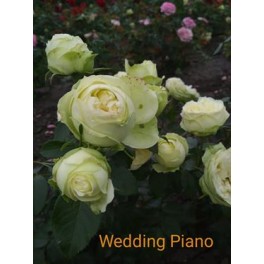 Wedding Piano Wedding Piano