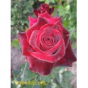 Black Baccara