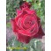 Black Baccara