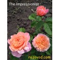   The Impressionist  