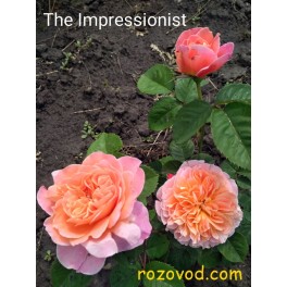   The Impressionist  