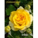 Inka