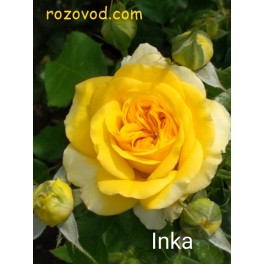 Inka