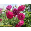 Rosengarten Zweibrucken
