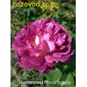 Haddersfield Choral Society