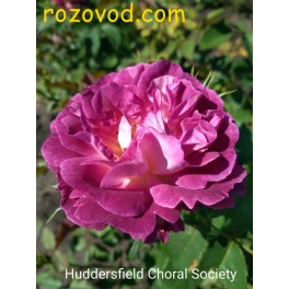 Haddersfield Choral Society