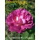 Haddersfield Choral Society