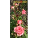 Corail gelee