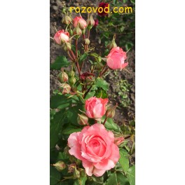 Corail gelee