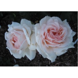 Chandos Beauty Chandos Beauty