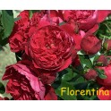 Florentina