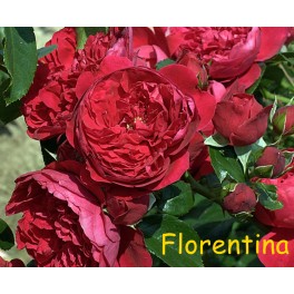 Florentina Florentina