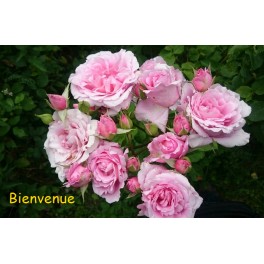 Bienvenue Bienvenue