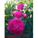 Empereur Charles IV