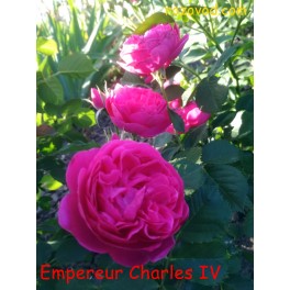 Empereur Charles IV