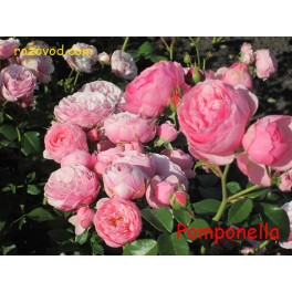 Pomponella