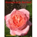 Mademoiselle Meilland