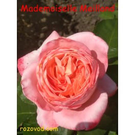 Mademoiselle Meilland