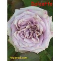 Dolcetto