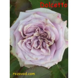 Dolcetto