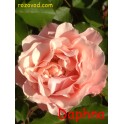 Daphne