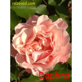 Daphne