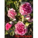 Sheherazade