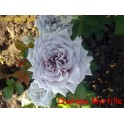 Chateau Myrtille