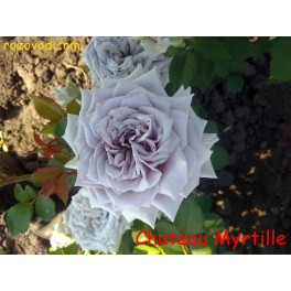 Chateau Myrtille