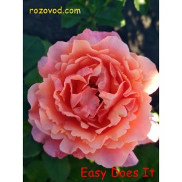 Easy Does It
