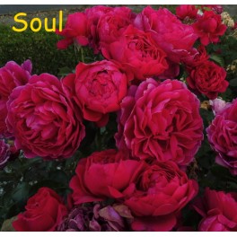 Soul